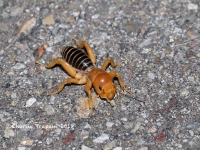 819A9103Jerusalem_Cricket 819A9103Jerusalem_Cricket