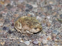 819A9108Mexican_Spadefoot 819A9108Mexican_Spadefoot
