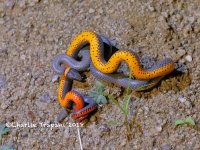 819A9126Ring-necked_Snake 819A9126Ring-necked_Snake