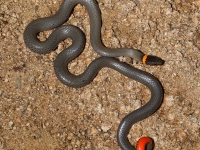 819A9136Ring-necked_Snake 819A9136Ring-necked_Snake