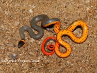819A9139Ring-necked_Snake 819A9139Ring-necked_Snake