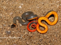 819A9142Ring-necked_Snake 819A9142Ring-necked_Snake