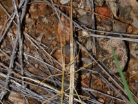 819A9148Arizona_stick_Insects 819A9148Arizona_stick_Insects