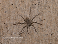 819A9153Spider 819A9153Spider