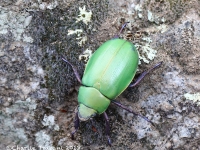 819A9165Beyer's_Jewel_Scarab 819A9165Beyer's_Jewel_Scarab