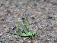 819A9175Elegant_Bush_Katydid 819A9175Elegant_Bush_Katydid