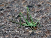 819A9176Elegant_Bush_Katydid 819A9176Elegant_Bush_Katydid