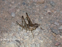 819A9180Keeled_Shieldback_Katydid