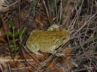819A9190Colorado_River_Toad 819A9190Colorado_River_Toad