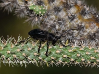 819A9206Beetle 819A9206Beetle