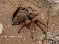 819A9225Desert_Blonde_Tarantula 819A9225Desert_Blonde_Tarantula