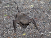 819A9229Canyon_Bat 819A9229Canyon_Bat