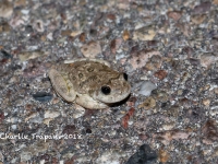 819A9232Canyon_Treefrog 819A9232Canyon_Treefrog