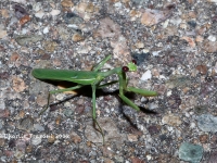 819A9241Praying_Mantis 819A9241Praying_Mantis