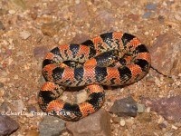 819A9262Long-nosed_Snake 819A9262Long-nosed_Snake