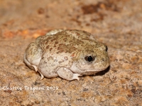 819A9271Mexican_Spadefoot 819A9271Mexican_Spadefoot