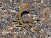 819A9279Giant_Hairy_Scorpion