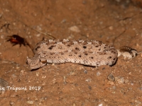 819A9307Sidewinder_Rattlesnake 819A9307Sidewinder_Rattlesnake