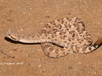 819A9320Sidewinder_Rattlesnake 819A9320Sidewinder_Rattlesnake