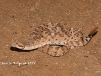 819A9323Sidewinder_Rattlesnake 819A9323Sidewinder_Rattlesnake