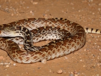 819A9338Gopher_Snake 819A9338Gopher_Snake