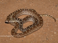 819A9344Gopher_Snake 819A9344Gopher_Snake