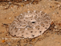 819A9352Sidewinder 819A9352Sidewinder