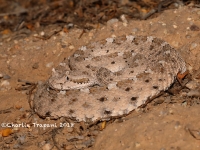 819A9357Sidewinder 819A9357Sidewinder