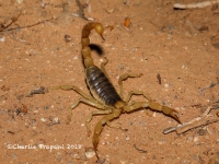 819A9369Giant_Hairy_Scorpion 819A9369Giant_Hairy_Scorpion