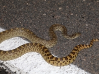 819A9371Dead_Gopher_Snake 819A9371Dead_Gopher_Snake
