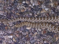 819A9376Mohave_Rattlesnake 819A9376Mohave_Rattlesnake