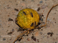 819A9383Bordered_Plant_Bug 819A9383Bordered_Plant_Bug