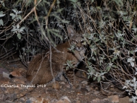 819A9390Bobcat_Kitten