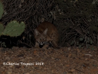 819A9395Bobcat_mom