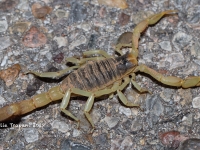 819A9406Great_Hairy_Scorpion