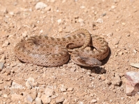819A9411Nightsnake