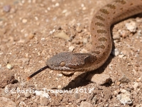 819A9431Nightsnake 819A9431Nightsnake