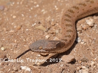 819A9434Nightsnake 819A9434Nightsnake