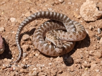 819A9438Glossy_Snake 819A9438Glossy_Snake