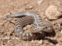 819A9446Glossy_Snake 819A9446Glossy_Snake