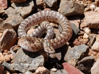 819A9461Glossy_Snake 819A9461Glossy_Snake