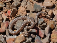 819A9466Glossy_Snake 819A9466Glossy_Snake