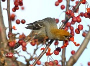 0J6A2443Pine_Grosbeak