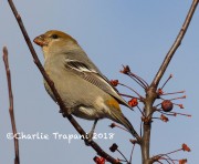 0J6A2469Pine_Grosbeak