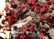 0J6A2511Bohemian_Waxwing