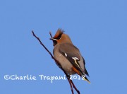 0J6A2542Bohemian_Waxwing
