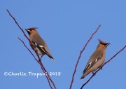 0J6A2562Bohemeian_Waxwings