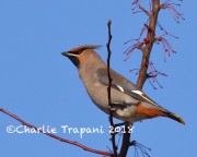 0J6A2616Bohemian_Waxwing