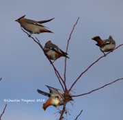 0J6A2638Bohemeian_Waxwings