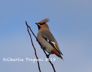 0J6A2696Bohemian_Waxwing
